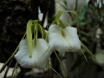 Brassavola nodosa.jpg