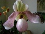 Paphiopedilum Delenatii Pink.JPG