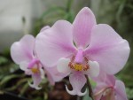 P  schilleriana.jpg