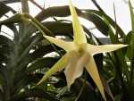 Angraecum sesquipedale.jpg