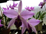 L. anceps var. semialba x L. anceps var. veitchiana.jpg