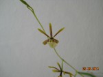 Pollardia linkiana (2).jpg