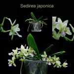 Sedirea japonica.jpg