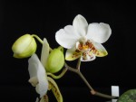 Phalaenopsis stuartiana (1).JPG