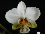 Phalaenopsis stuartiana (2).JPG