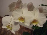 phalenopsis1.jpg