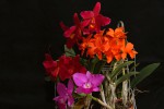 IMG_0543  Cattleya  3 x.jpg