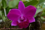 92 Lc.Mini Purple Tamani.jpg