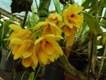 D. sulcatum.jpg