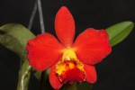 IMG_0557  Pot. Chief Jewel.jpg