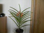 Vanda udorn sunchine.jpg