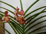 Vanda udorn sunchine 2.jpg