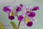 Blc.Aqua Planet Starsha midi 2019.jpg