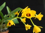 Dendrobium chrysotoxum var. suavissimum (2).JPG