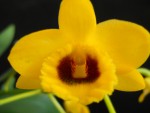 Dendrobium chrysotoxum var. suavissimum (4).JPG