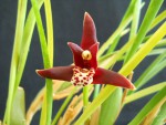 Maxillaria tenuifolia 2019 (2).JPG