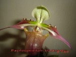 Paphiopedilum bulianum.jpg