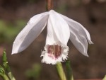 Pln.-formosana-'Lucy-Diamon.jpg