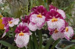 Miltoniopsis hybrid.JPG