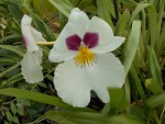 Miltoniopsis Herr Alexander.JPG