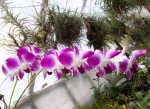 Dendrobium Pramote pride.JPG