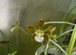 Encyclia tampensis.JPG