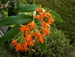 C. aurantiaca.jpg