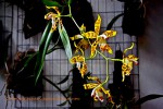 Odontoglossum spectatissimum.jpg 2019.jpg