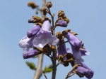 Paulownia tomentosa.jpg