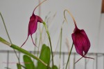 Masdevallia coccinea 2019.jpg