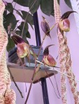 Paphiopedilum p. Klát 1.jpg