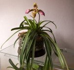 Paphiopedilum hirsutissimum.jpg