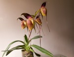 Paphiopedilum adductum.jpg