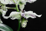 IMG_5055x.jpg