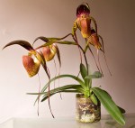 Paphiopedilum adductum-.jpg