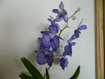 Vanda coerulea 1.jpg