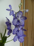 Vanda coerulea 2.jpg