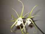 Brassia brachiata.JPG