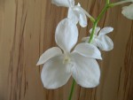 Vanda coerulea alba 2.jpg