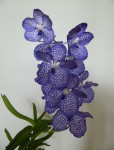vanda coerulea2.jpg