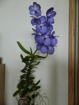 vanda coerulea1.jpg