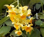 dendrobium griffitianum.JPG