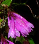 P1330557a.jpg