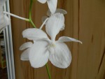 vanda coerulea alba 2.jpg