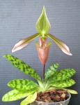 Paphiopedilum dayanum.jpg