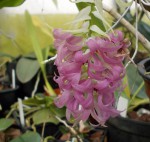 Dendrobium tanii.JPG