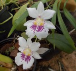 Miltoniopsis phalaenopsis.JPG