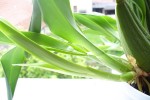 oncidium nove vyhony.jpg