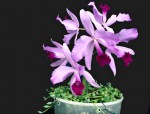 Cattleya lawrenceana.jpg