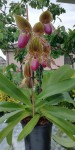 Paphiopedilum Transvaal.jpg